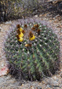 Ferocactus wislizenii